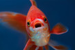 Portrait of red fish with open mouth on blue background selective focus, Front view of aquarium goldfish, Macro close up, Surprised or amazed face