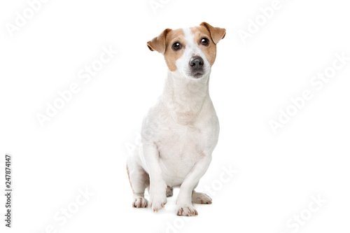 Plakat młody Jack Russel Terrier