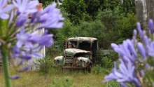 Old Abandoned Flatbed Truck In Overgrown Grass Behind Agapanthus Flowers