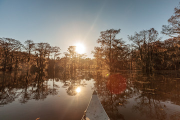 Wall Mural - Caddo Lake State Park