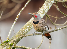 Northern Flicker, Red-shafted, Woodpecker (Colaptes Auratus) Perched In A Tree