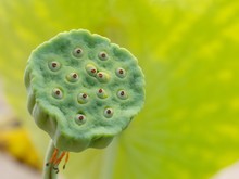 Lotus Seeds Pods Close Up On Green Background