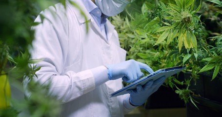 portrait of scientist with mask and glasses checking and analizing hemp plants, signing the results 