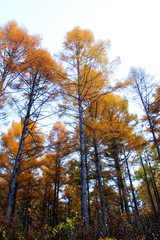 Canvas Print - Pine branches in the sky