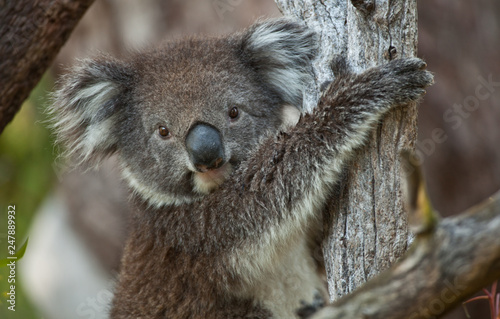 Dekoracja na wymiar  mis-koala-na-drzewie-eukaliptusowym-portret