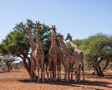 A Tower Of Giraffes
