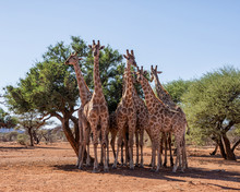 A Tower Of Giraffes