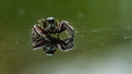  nature macro photography. namely the art of taking pictures according to existing circumstances