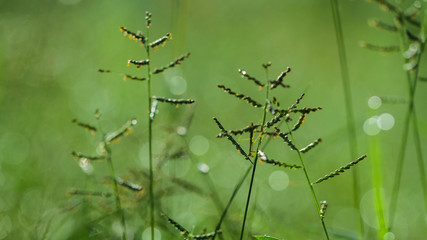  nature macro photography. namely the art of taking pictures according to existing circumstances