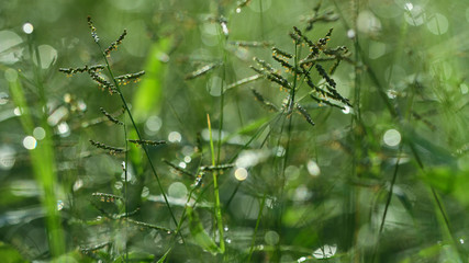  nature macro photography. namely the art of taking pictures according to existing circumstances