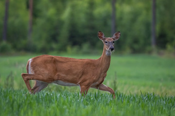 Wall Mural - White-tailed deer in the meadow