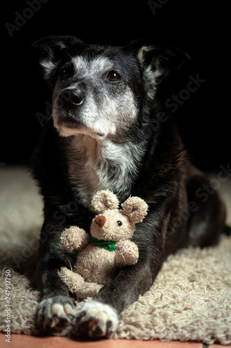 Plakat Portret psa z milutką zabawką
