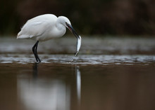 Little Egret With Fish