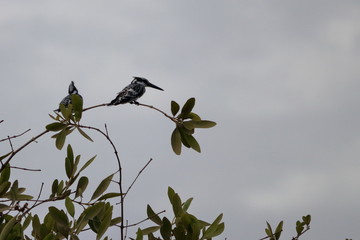 Wall Mural - gambia birding