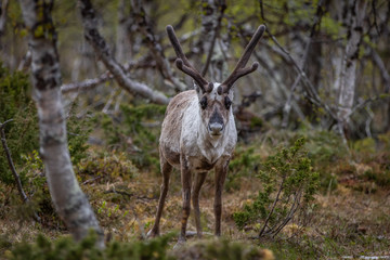 Wall Mural - Reindeer in the woods