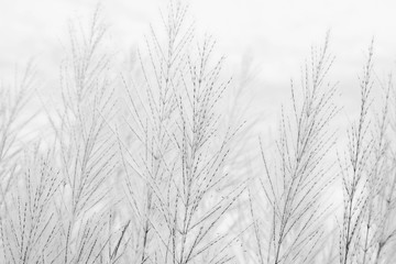  Dry grass flower blowing in the wind, red reed sway in the wind with blue sky background, reed field in autumn.