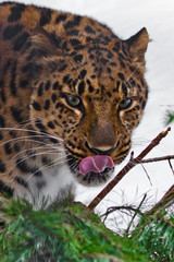 Wall Mural - Muzzle of Amur leopard close-up with branches on a white snowy background, Brutal muzzle of a big cat.