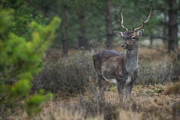 Wall Mural - Fallow deer in the heathland