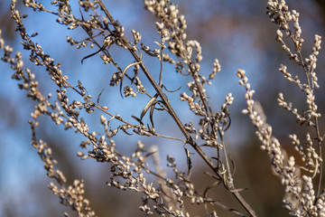 Poster - sere plant detail