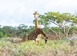 Poster - Giraffe Family