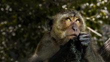 Affe Mit Glühenden Augen In Thailand