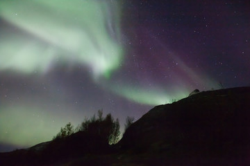 northern lights in norway in green, blue and violet colours and a tree in front