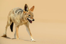 Black-backed Jackal - Canis Mesomelas, Beautiful Young Jackal Posting In The Sand Of Namib Desert, Walviss Bay, Namibia