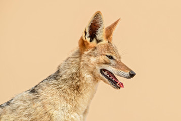 Wall Mural - black-backed jackal - canis mesomelas, beautiful young jackal posting in the sand of namib desert, w