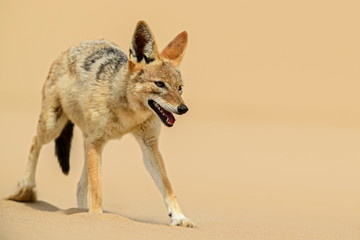 Wall Mural - black-backed jackal - canis mesomelas, beautiful young jackal posting in the sand of namib desert, w