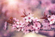 Floral Natural Sunny Background With Pink Flowers, Macro Image With Copy Space Suitable For Wallpaper Or Greeting Card. Blossoming Branches Of Japanese Cherry In Spring Time