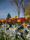 Fototapeta Kwiaty - Beautiful bright flowers in bright sunny day against the background of a blue palate.