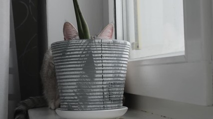 Wall Mural - light striped cat with blue eyes sits on the window