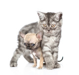 Fototapeta Koty - Tabby kitten embracing tiny chihuahua puppy. Isolated on white background