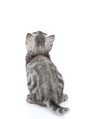 Scottish kitten in back view looking up. isolated on white background