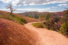Landscape On The Bryce Canyon In The United States Of America
