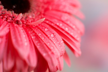 Wall Mural - Red gerbera petals. Macro. Dew on gerbera petals for design and decor. Flowers in spring and summer. Water droplets on flowers.