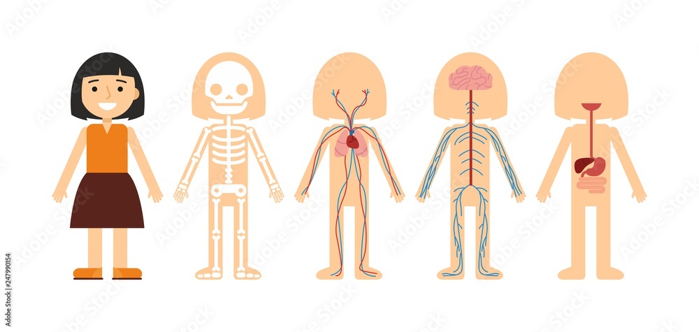 Vektor Vector illustration of body anatomy. Human skeleton, circulatory ...