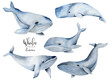 Watercolor whales illustration, hand painted collection, isolated on a white background