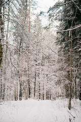 Wall Mural - European forest in winter