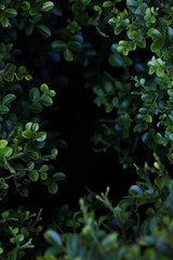 Canvas Print - Cosmetic Bark Tree at garden