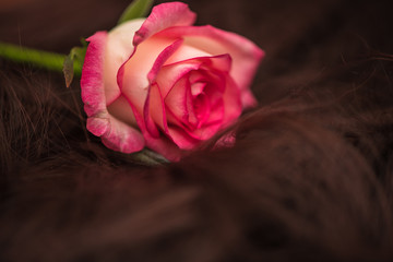 One pink rose lies on the background of brown hair