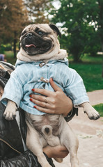 Wall Mural - pug for a walk in the park