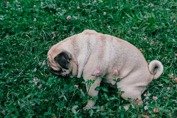 Wall Mural - pug for a walk in the park