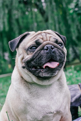 Canvas Print - pug for a walk in the park