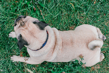 Poster - pug for a walk in the park