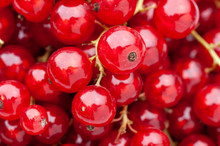 Ripe Juicy Red Currant Berries.