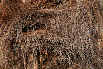 texture of palm bark in the form of hair 