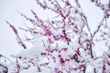 Wall Mural - Cherry blossom tree branch