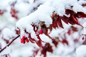 Wall Mural - Tree branches in blossom covered in snow