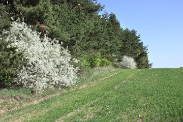 Spring field with green shoots and bird cherries in white flowers at the edge of the forest.